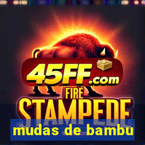 mudas de bambu